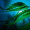 Как начать коллекционировать морские растения?