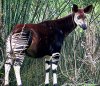 Кого называли «лесным жирафом»?