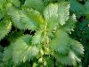 Какие маски для жирной кожи можно сделать из крапивы и творога?